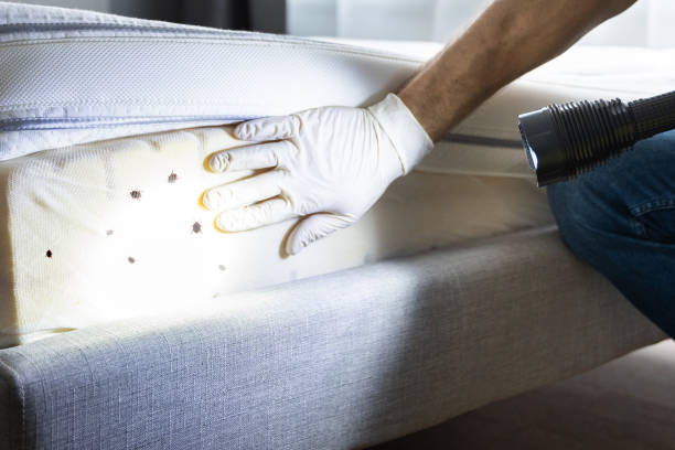 Best Ant Control Services  in Ontario, OH