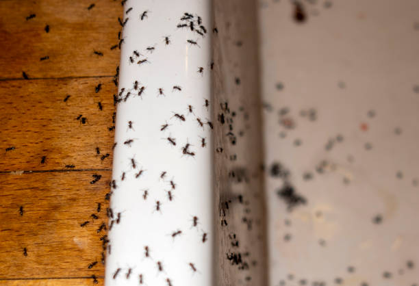 Best Pest Prevention Services  in Ontario, OH